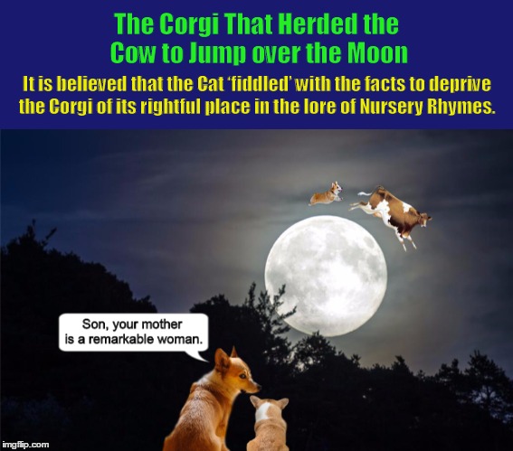 The Corgi That Herded the Cow to Jump over the Moon | The Corgi That Herded the Cow to Jump over the Moon | image tagged in corgi,cow jumped over the moon,nursery rhymes,your mother is a remarkable woman,dogs,funny memes | made w/ Imgflip meme maker