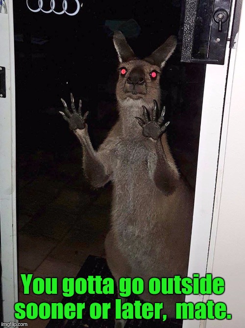 Kangaroo | You gotta go outside sooner or later,  mate. | image tagged in kangaroo | made w/ Imgflip meme maker