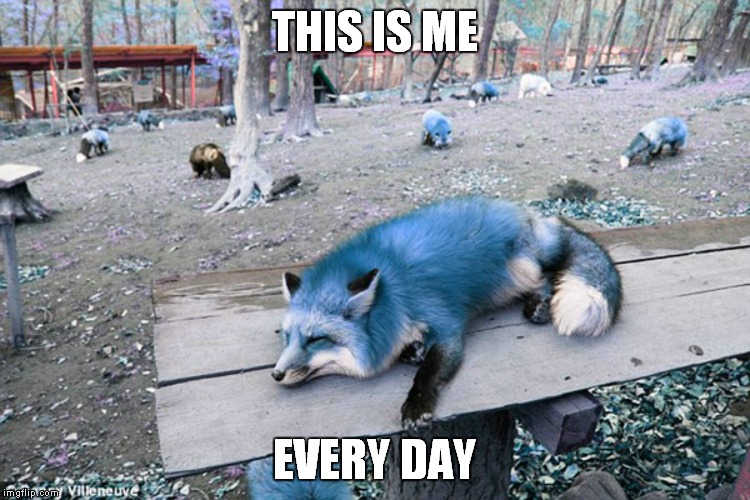 THIS IS ME; EVERY DAY | image tagged in blue foxes | made w/ Imgflip meme maker