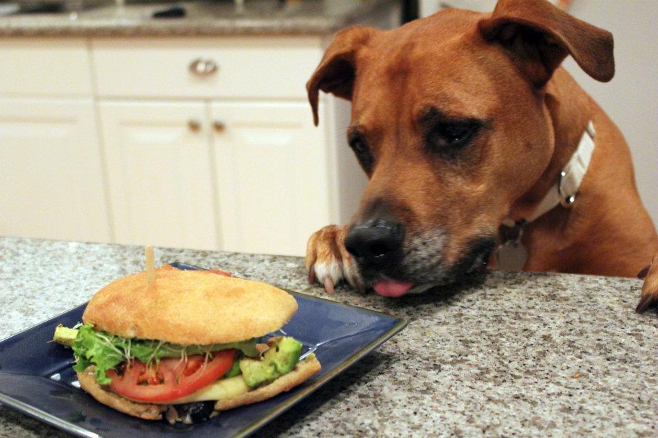 dog eating sandwich Blank Meme Template
