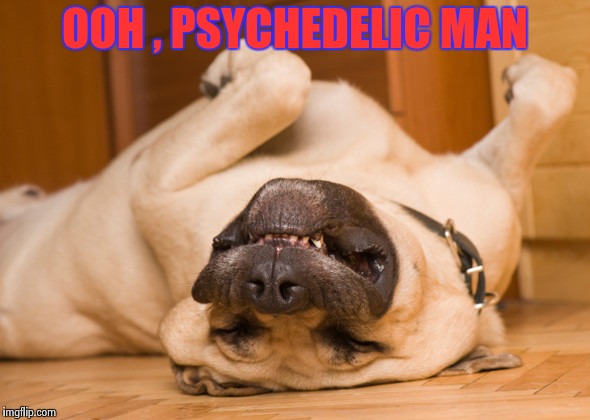 Sleeping dog | OOH , PSYCHEDELIC MAN | image tagged in sleeping dog | made w/ Imgflip meme maker