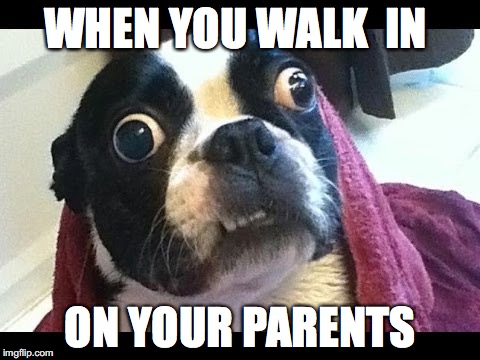 WHEN YOU WALK  IN; ON YOUR PARENTS | image tagged in funny dogs | made w/ Imgflip meme maker