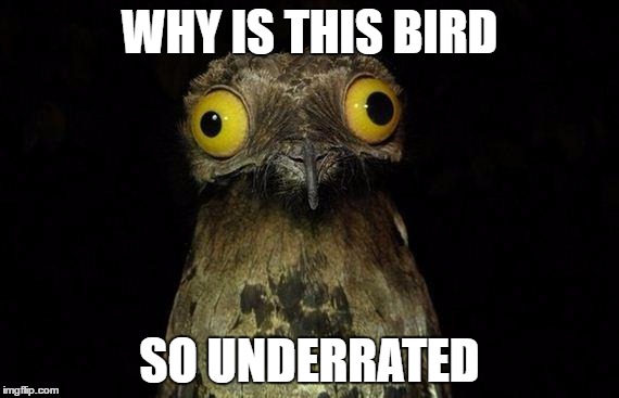 Weird Stuff I Do Potoo | WHY IS THIS BIRD; SO UNDERRATED | image tagged in memes,weird stuff i do potoo | made w/ Imgflip meme maker