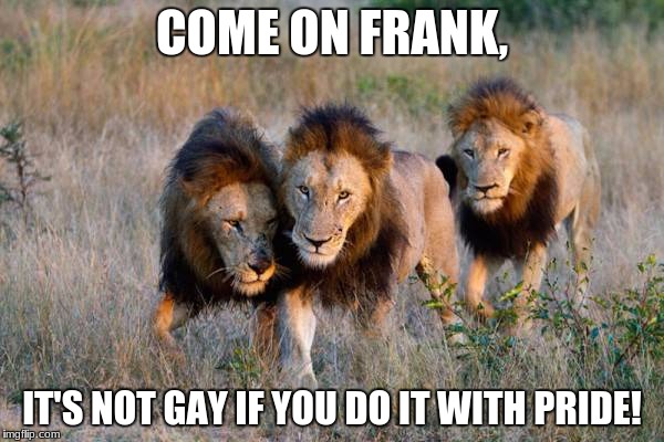 Pride! | COME ON FRANK, IT'S NOT GAY IF YOU DO IT WITH PRIDE! | image tagged in bad pun dog,gay pride,lions,funny memes,funny,funny animals | made w/ Imgflip meme maker