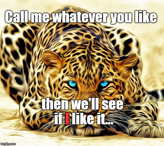 I think that the big cat is playing with me... and not in a cute way. | Call me whatever you like; then we'll see if I like it... I | image tagged in big cat | made w/ Imgflip meme maker