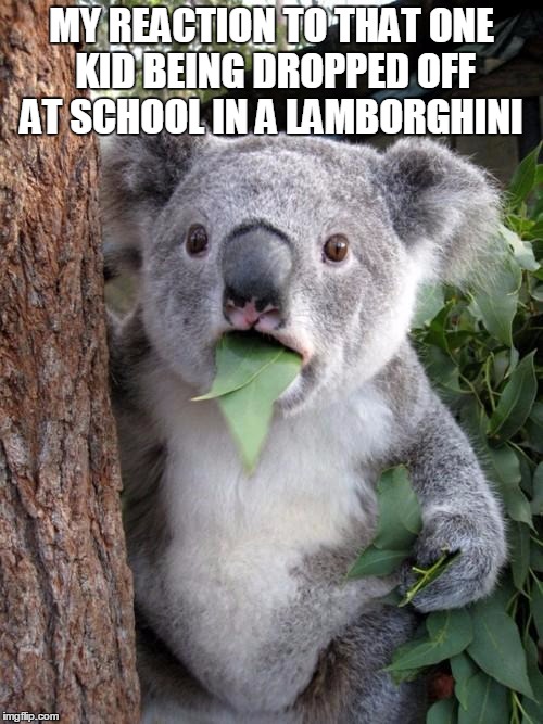 Koala bear's reaction to Lamborghini kid | MY REACTION TO THAT ONE KID BEING DROPPED OFF AT SCHOOL IN A LAMBORGHINI | image tagged in memes,surprised koala,lamborghini | made w/ Imgflip meme maker
