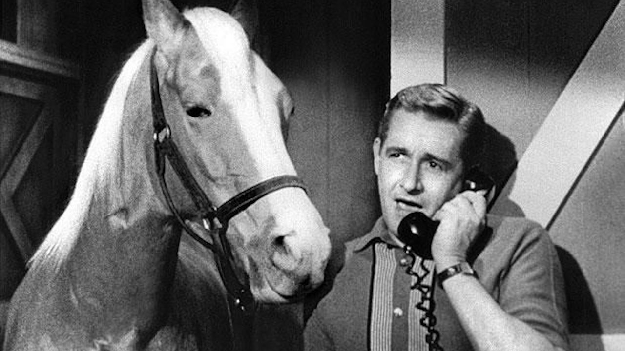 High Quality Mr. Ed Blank Meme Template