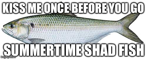 KISS ME ONCE BEFORE YOU GO; SUMMERTIME SHAD FISH | image tagged in memes | made w/ Imgflip meme maker