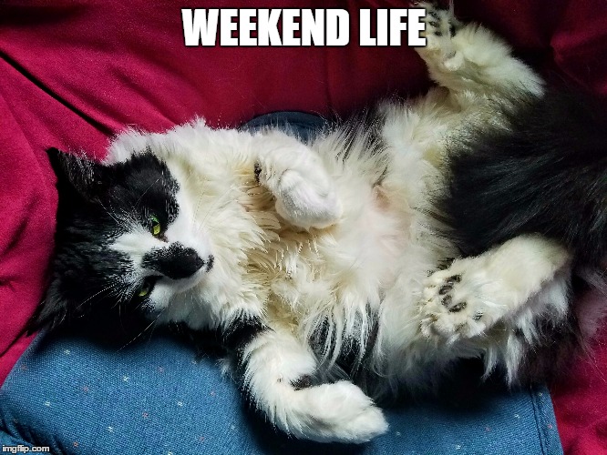 Paws up | WEEKEND LIFE | image tagged in cat,cats,cute cat,funny cats | made w/ Imgflip meme maker