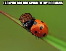 LadyPug | LADYPUG GOT DAT SWAG FILTHY HOOMANS | image tagged in pugs,ladybugs,ladypug | made w/ Imgflip meme maker