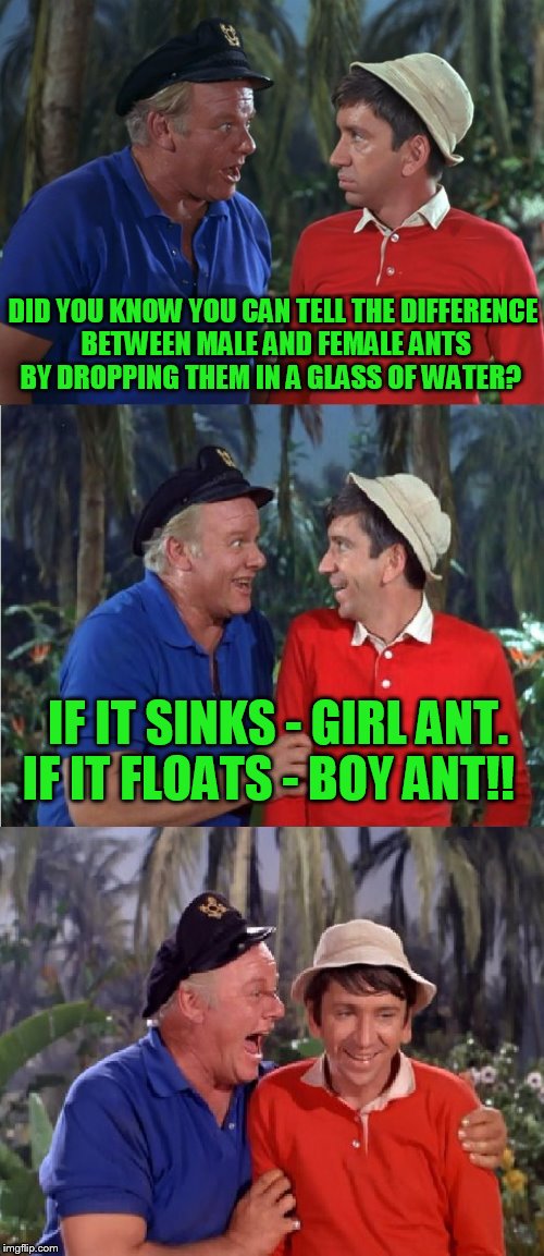 A hokeewolf granddaughter joke! | DID YOU KNOW YOU CAN TELL THE DIFFERENCE BETWEEN MALE AND FEMALE ANTS BY DROPPING THEM IN A GLASS OF WATER? IF IT SINKS - GIRL ANT. IF IT FLOATS - BOY ANT!! | image tagged in gilligan bad pun | made w/ Imgflip meme maker