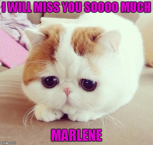 Sad Cat | I WILL MISS YOU SOOOO MUCH; MARLENE | image tagged in sad cat | made w/ Imgflip meme maker