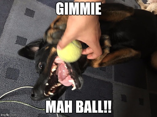 image tagged in dog,daisy,tyrese's peices,memes | made w/ Imgflip meme maker