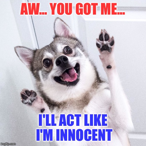 Happy dog | AW... YOU GOT ME... I'LL ACT LIKE I'M INNOCENT | image tagged in happy dog | made w/ Imgflip meme maker