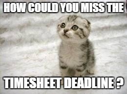 Sad Cat Meme | HOW COULD YOU MISS THE; TIMESHEET DEADLINE ? | image tagged in memes,sad cat | made w/ Imgflip meme maker