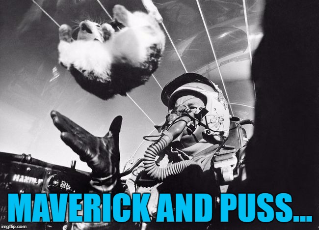 I feel the need, the need for landing... | MAVERICK AND PUSS... | image tagged in memes,top gun,cats,animals,flying | made w/ Imgflip meme maker