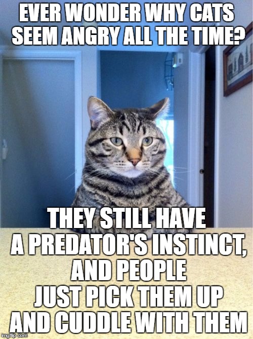 Take A Seat Cat | EVER WONDER WHY CATS SEEM ANGRY ALL THE TIME? THEY STILL HAVE A PREDATOR'S INSTINCT, AND PEOPLE JUST PICK THEM UP AND CUDDLE WITH THEM | image tagged in memes,take a seat cat | made w/ Imgflip meme maker