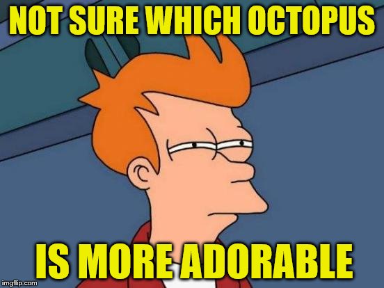 NOT SURE WHICH OCTOPUS IS MORE ADORABLE | made w/ Imgflip meme maker