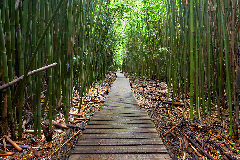 High Quality maui bamboo forest Blank Meme Template