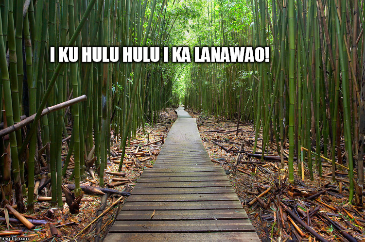 maui bamboo forest | I KU HULU HULU
I KA LANAWAO! | image tagged in maui bamboo forest | made w/ Imgflip meme maker