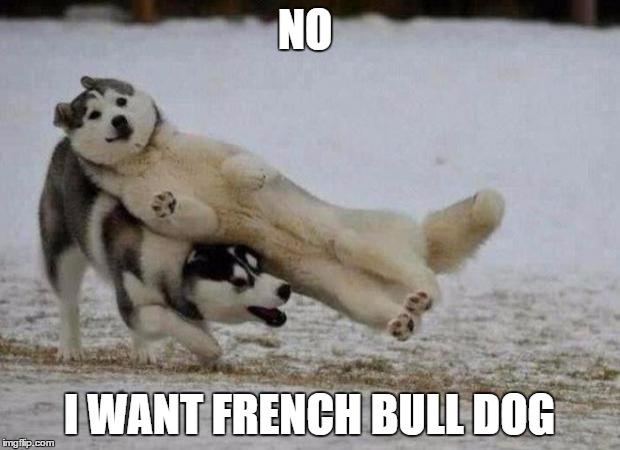 huskeys | NO; I WANT FRENCH BULL DOG | image tagged in huskeys | made w/ Imgflip meme maker