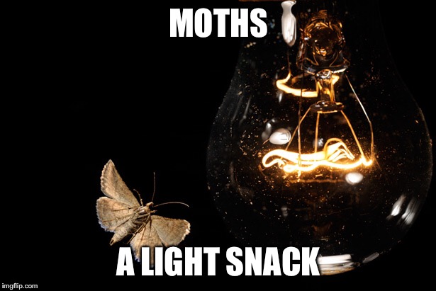 MOTHS; A LIGHT SNACK | image tagged in memes,moths | made w/ Imgflip meme maker