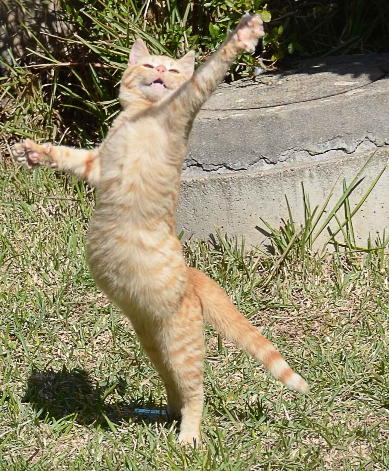 Dancing cat Blank Meme Template