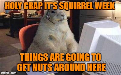 HOLY CRAP IT'S SQUIRREL WEEK; THINGS ARE GOING TO GET NUTS AROUND HERE | image tagged in squirrel | made w/ Imgflip meme maker