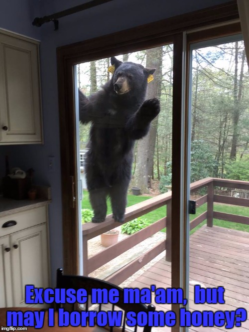 bear at the door | Excuse me ma'am,  but may I borrow some honey? | image tagged in bear at the door | made w/ Imgflip meme maker