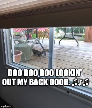 Out my back door | DOO DOO DOO LOOKIN' OUT MY BACK DOOR. ♫♪♫ | image tagged in squirrel | made w/ Imgflip meme maker