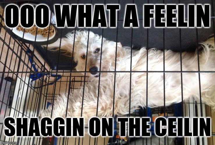 Get Shaggy With It | OOO WHAT A FEELIN; SHAGGIN ON THE CEILIN | image tagged in upside down dog,memes,lol so funny,cute dogs,look at me,funny memes | made w/ Imgflip meme maker
