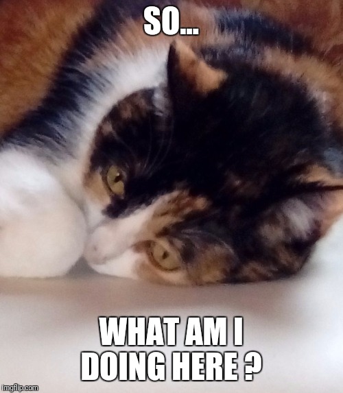 Thinking cat | SO... WHAT AM I DOING HERE ? | image tagged in thinking cat | made w/ Imgflip meme maker