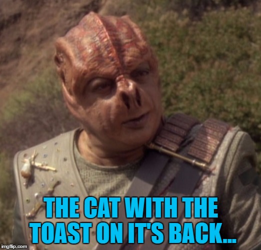 THE CAT WITH THE TOAST ON IT'S BACK... | made w/ Imgflip meme maker