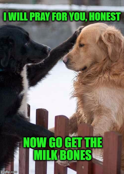 dogs | I WILL PRAY FOR YOU, HONEST; NOW GO GET THE MILK BONES | image tagged in dogs | made w/ Imgflip meme maker