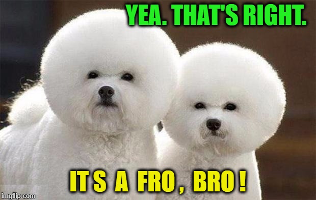 Spaceball Dogs | YEA. THAT'S RIGHT. IT S  A  FRO ,  BRO ! | image tagged in spaceball dogs | made w/ Imgflip meme maker