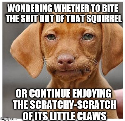 WONDERING WHETHER TO BITE THE SHIT OUT OF THAT SQUIRREL OR CONTINUE ENJOYING THE SCRATCHY-SCRATCH OF ITS LITTLE CLAWS | made w/ Imgflip meme maker