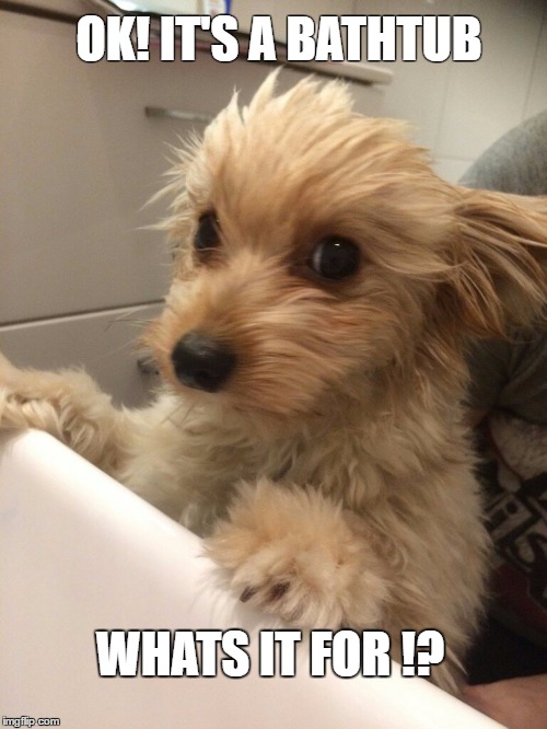 Bathtub encounter | OK! IT'S A BATHTUB; WHATS IT FOR !? | image tagged in dog,bathtub | made w/ Imgflip meme maker