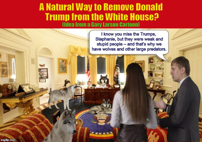 A Natural Way to Remove Donald Trump from the White House? | image tagged in donald trump,white house,impeach donald trump,wolves,funny memes,gary larson | made w/ Imgflip meme maker