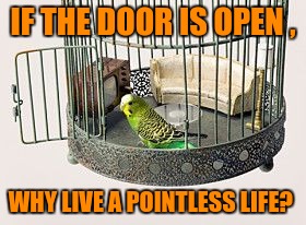 Know when to fly and why! | IF THE DOOR IS OPEN , WHY LIVE A POINTLESS LIFE? | image tagged in goals,flying,self-worth,free birds,open door,good morning | made w/ Imgflip meme maker
