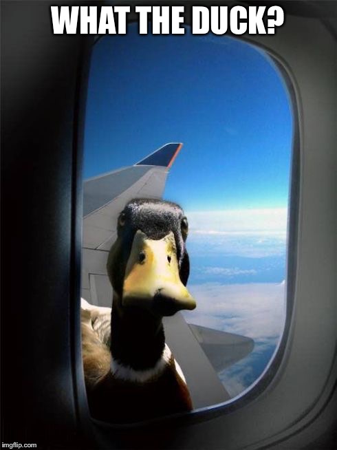 Let Me In Duck | WHAT THE DUCK? | image tagged in let me in duck | made w/ Imgflip meme maker