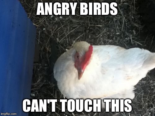Angry Chicken Boss |  ANGRY BIRDS; CAN'T TOUCH THIS | image tagged in memes,angry chicken boss | made w/ Imgflip meme maker
