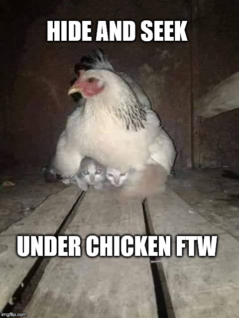 Under Chicken FTW | HIDE AND SEEK; UNDER CHICKEN FTW | image tagged in underchicken,cat meme | made w/ Imgflip meme maker