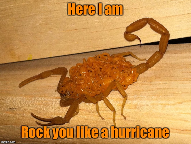 The Scorpions: A family outing | Here I am; Rock you like a hurricane | image tagged in memes,scorpions | made w/ Imgflip meme maker