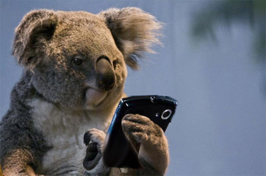 Smartphone Koala Big Blank Meme Template