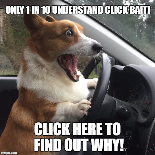 Surprised Driving Dog | ONLY 1 IN 10 UNDERSTAND CLICK BAIT! CLICK HERE TO FIND OUT WHY! | image tagged in surprised driving dog | made w/ Imgflip meme maker