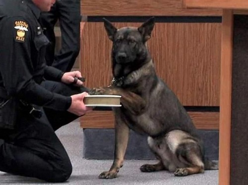 Police Dog Blank Meme Template