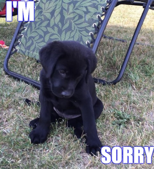 Sorry | I'M; SORRY | image tagged in sorry,dog,aww,cute | made w/ Imgflip meme maker