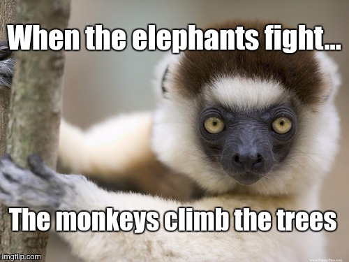 Rumble in the Jungle | When the elephants fight... The monkeys climb the trees | image tagged in monkey business | made w/ Imgflip meme maker