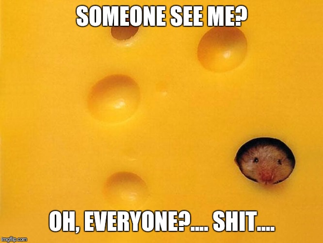 Failed Hide & Seek - Mouse Edition | SOMEONE SEE ME? OH, EVERYONE?.... SHIT.... | image tagged in mouse,cheese,hide and seek,rat | made w/ Imgflip meme maker