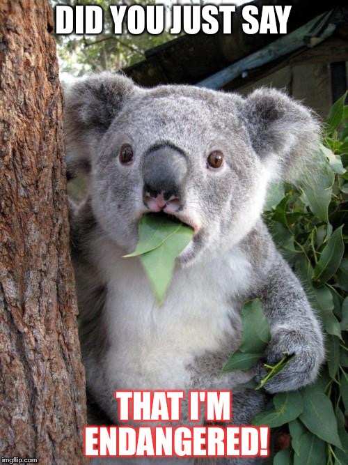 Endangered | DID YOU JUST SAY; THAT I'M ENDANGERED! | image tagged in surprised koala | made w/ Imgflip meme maker